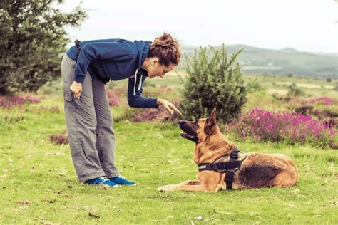 Unleashing the Ultimate Guide to Choosing and Caring for Your Canine Companion: Everything You Need to Know About Dogs